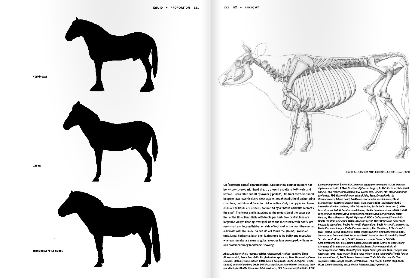 Eliot Goldfinger, Animal Anatomy